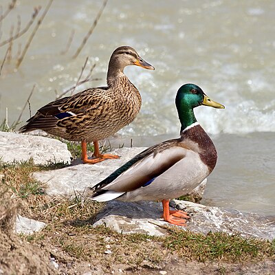 Waterfowl Quiz Image 1