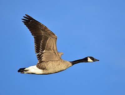 Waterfowl Quiz Image 2