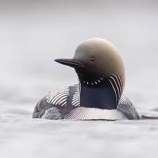 Waterfowl Quiz Image 4