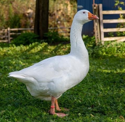 Waterfowl Quiz Image 5