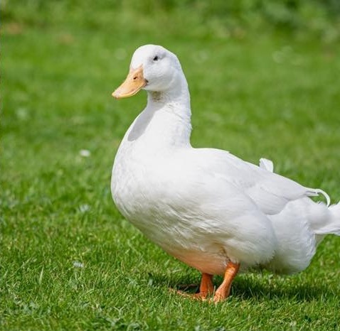 Waterfowl Quiz Image 6